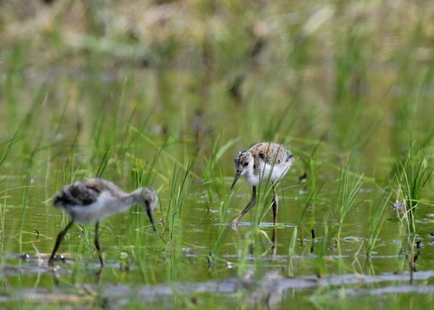 セイタカシギのヒナ5313