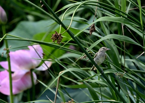 オオヨシキリ幼鳥8415