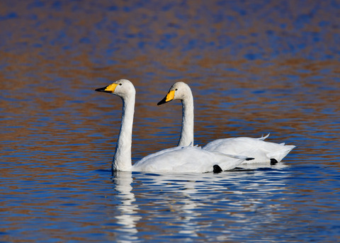 オオハクチョウ8615