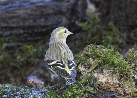 マヒワ♀1416