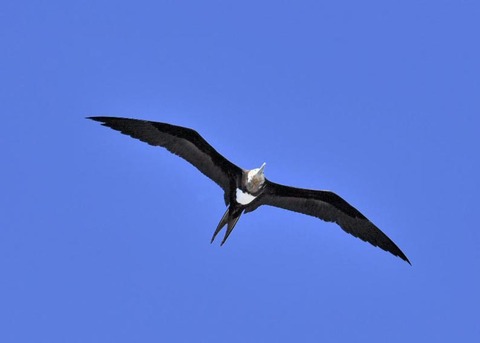 オオグンカンドリ4450