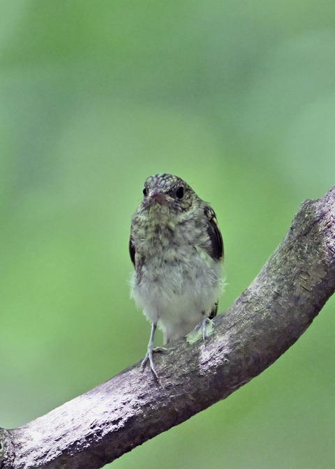 キビタキ幼鳥7562