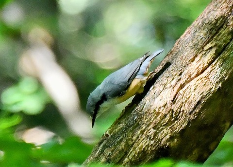 ゴジュウカラ4301