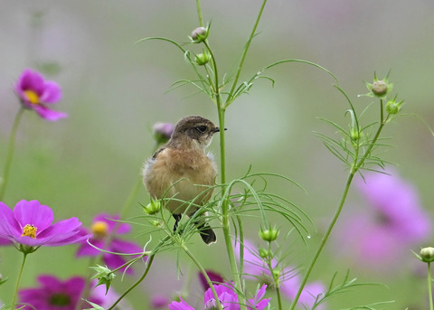 ノビタキ♀9830