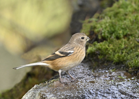 ベニマシコ♀5973