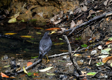 クロツグミ♂0923