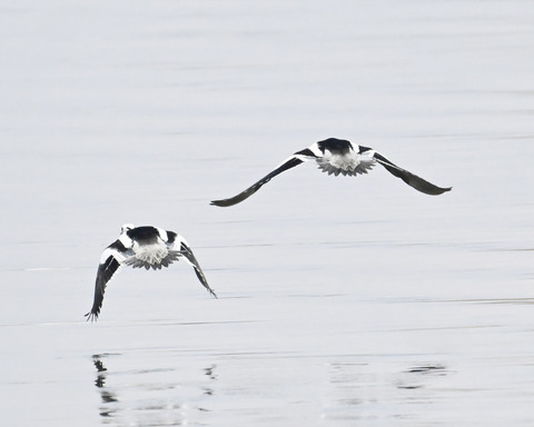 飛ぶミコアイサ♂4999