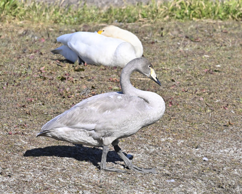 オオハクチョウ幼鳥3179