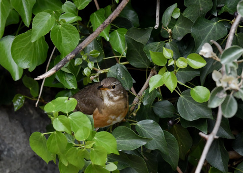 マミチャジナイ4408