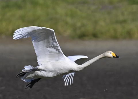 オオハクチョウ4066