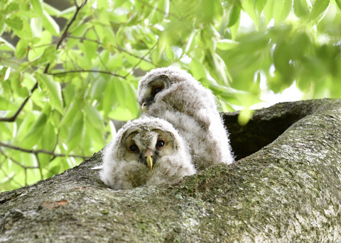 フクロウのヒナ①②4493