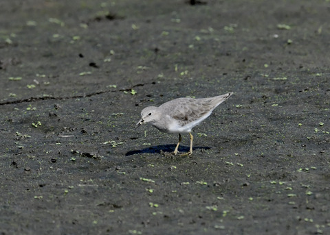 オジロトウネン5008