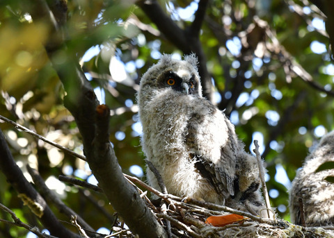 トラフズクのヒナ②5951