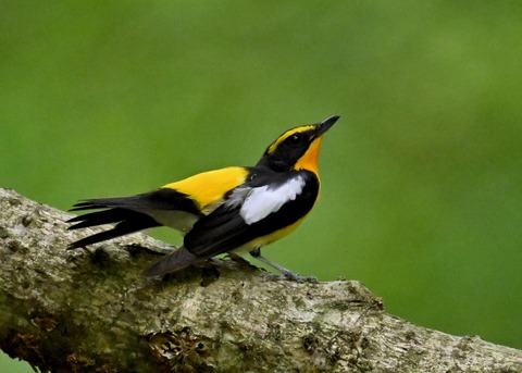 キビタキ成鳥♂5810