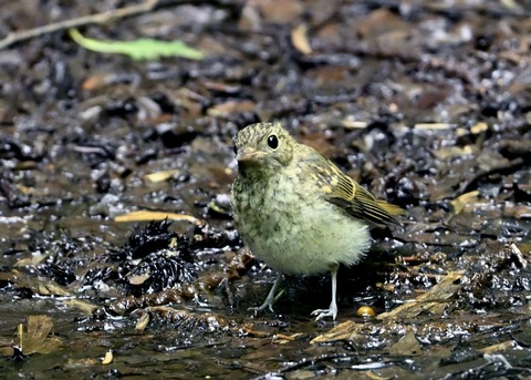 キビタキ幼鳥3657