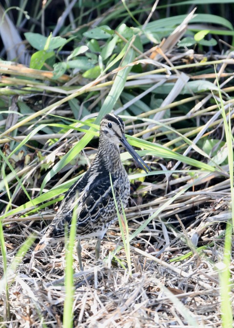 チュウジシギ0166