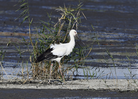 コウノトリ(J0189)6377