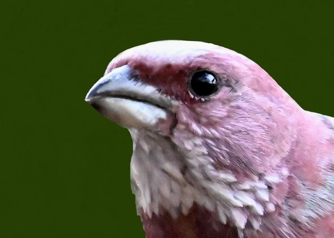 オオマシコ♂0000 (2)