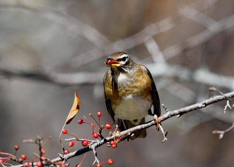 マミチャジナイ0368