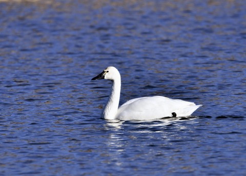 アメリカコハクチョウ②0455