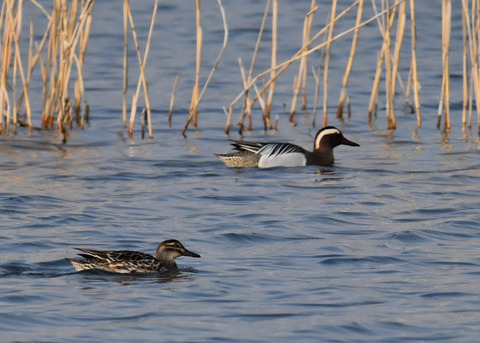 シマアジ♂♀6019