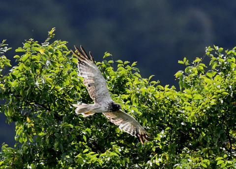 ズグロチュウヒ3486