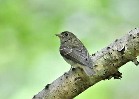 キビタキ幼鳥2661