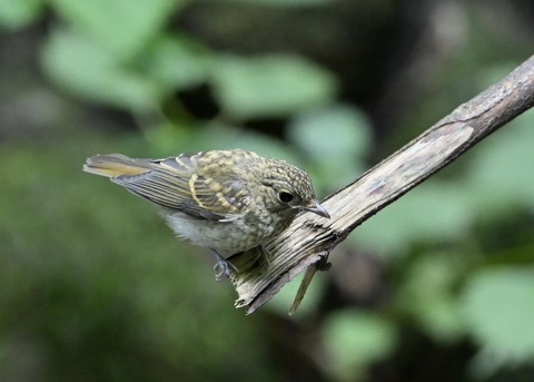 キビタキ幼鳥3558