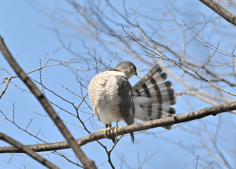 ツミ♀9639