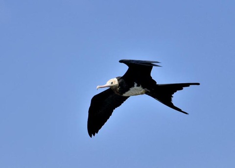 オオグンカンドリ0322