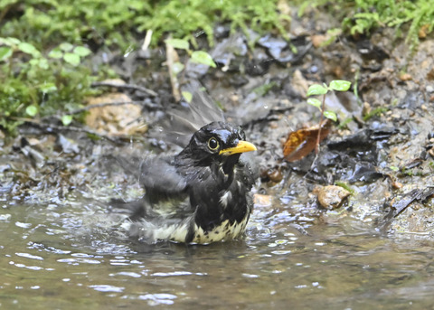 クロツグミ♂4049