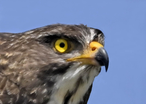 サシバ♀0001