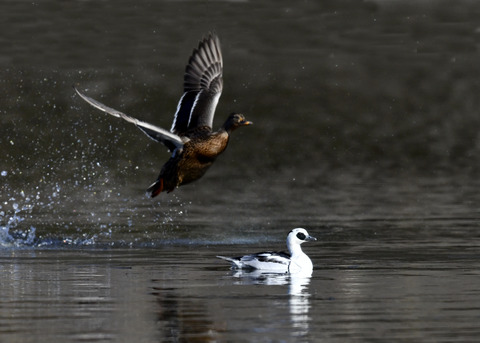 ミコアイサ♂8435