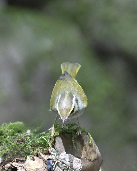 センダイムシクイ2353