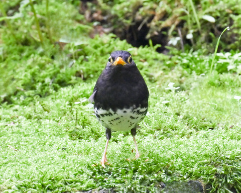 クロツグミ♂5815