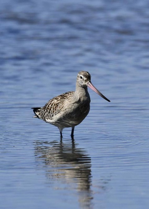 オオソリハシシギ9137