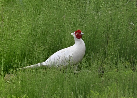 キジ♂白化1413