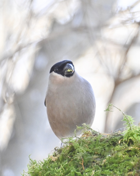 ウソ♀6751