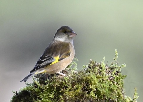 オオカワラヒワ5787