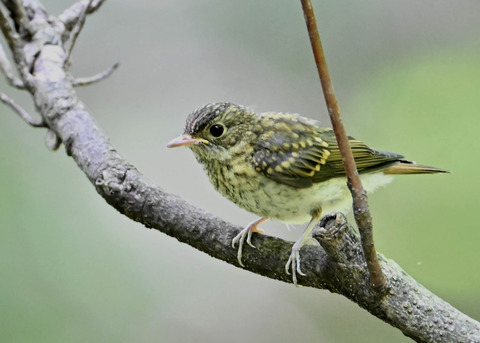 キビタキ幼鳥2620