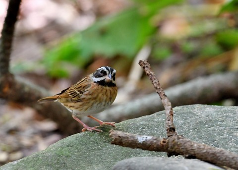 シロハラホオジロ♂0808