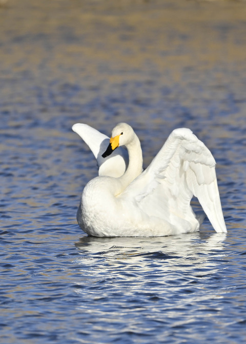 オオハクチョウ7648