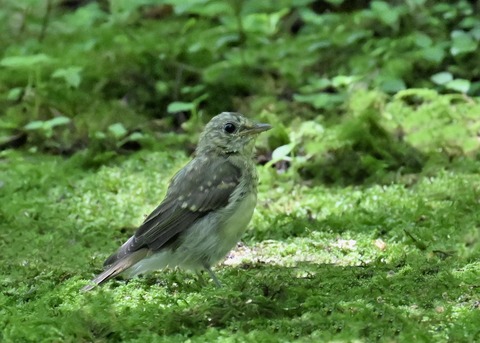 キビタキ幼鳥5815