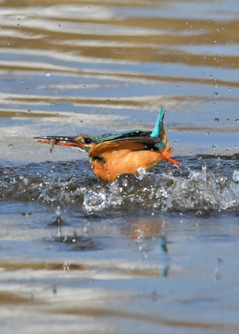 魚捕り・カワセミ♀7352