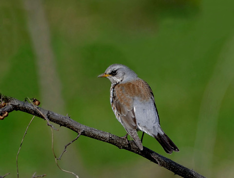 ノハラツグミ8507-01