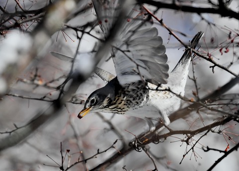 ノハラツグミ3634