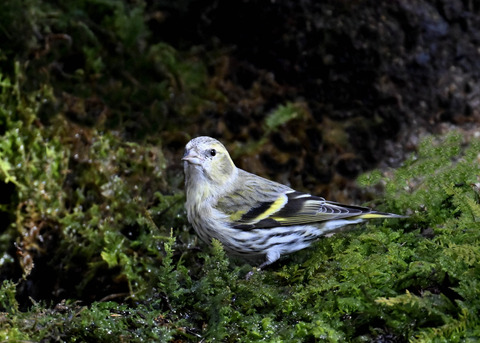 マヒワ♀7748