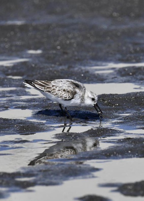 ミユビシギ夏羽→冬羽9607