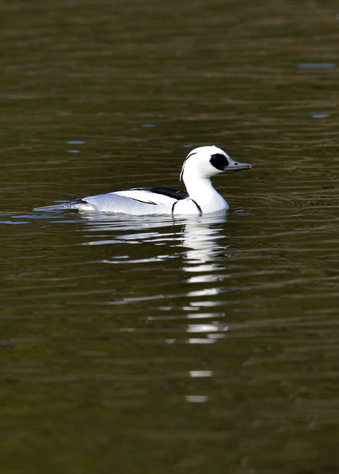 ミコアイサ♂0217◎