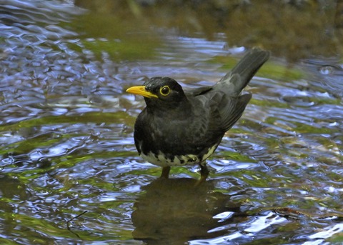 クロツグミ♂5530